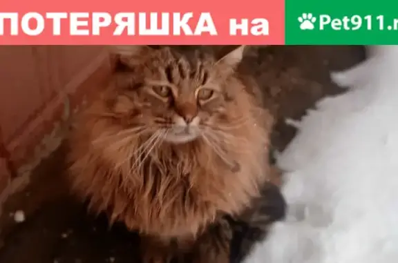 Найдена кошка на ул. Чапаева, Чебоксары