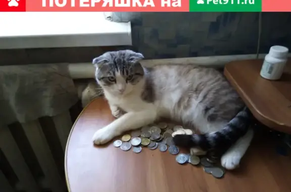 Пропала кошка Персик в Тимашево, г. Уфа