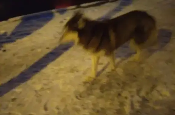 Потерянная собака возле 3 роддома на Аллее Смелых