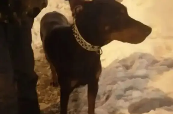 Собака Доберман найдена на Беседенском шоссе