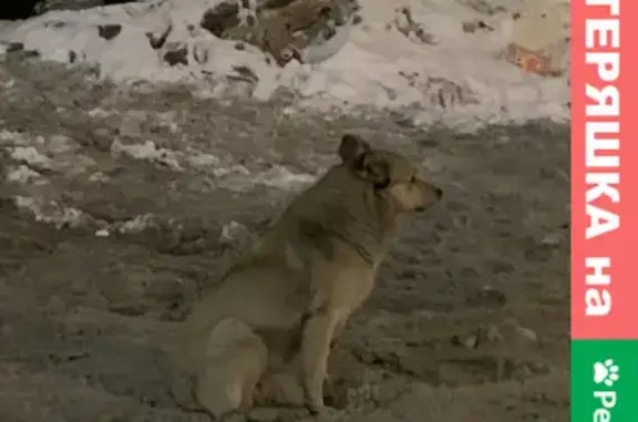 Найдена собака возле ТРЦ Ривьера, Москва