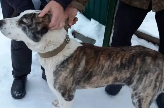 Найдена собака породы турецкий алабай в д. Никулино, Владимирская обл.