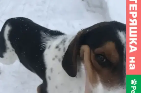 Собака найдена в Листвянском поселении