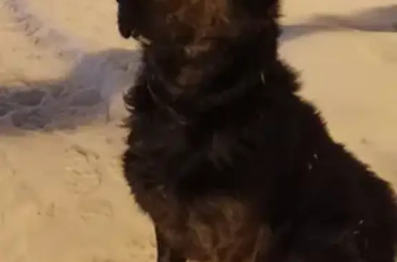 Собака Кобель найдена на Туристской улице, Москва