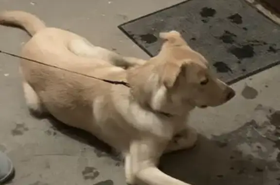 Найден пес на Английском проспекте, СПб