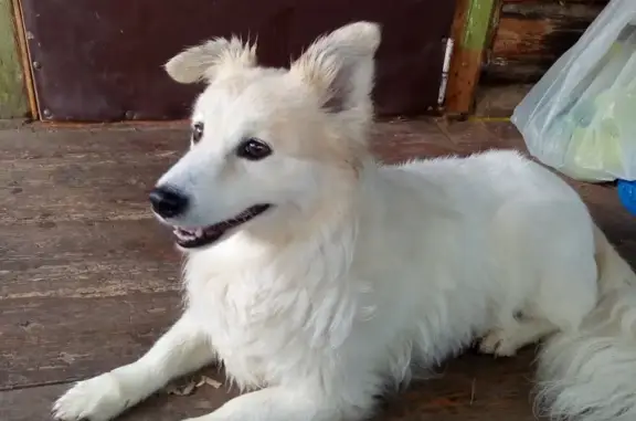 Пропала собака в Шугарово, МО: метис, белая, желтые уши, перебито сухожилие на правой задней лапе.