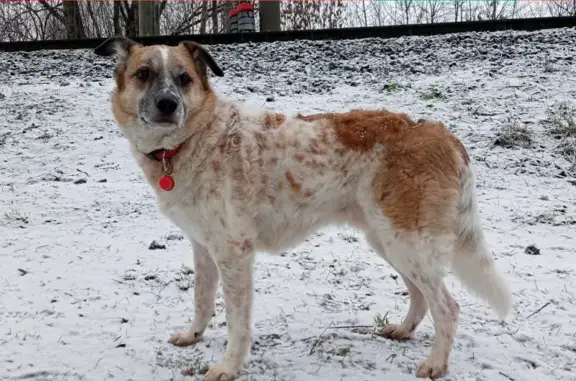 Собаки потеряшки, Нижний Новгород, фото: Потеряшка собака Добби на ул. Мечникова, Нижний Новгород
