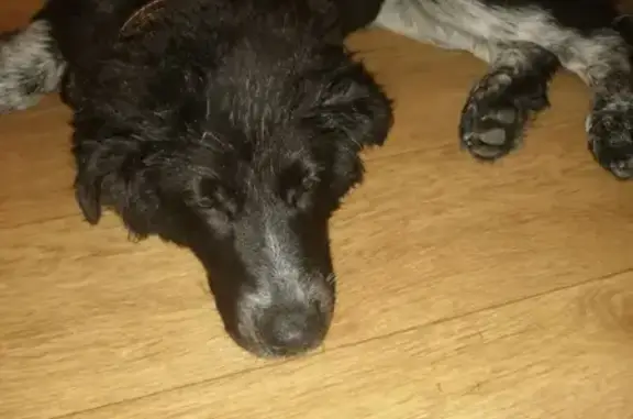 Найдена собака на Камышинской, 26 в Ульяновске
