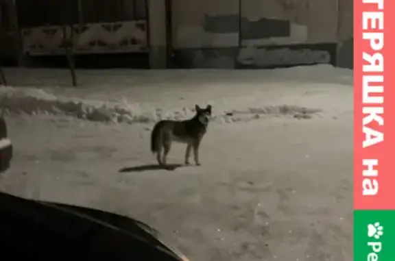 Собака-хаски на пр. Ленина, 22А, Петрозаводск