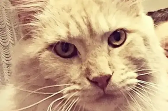 Пропала кошка по ул. Профсоюзная 65, кличка Вулкан, порода Мейн-кун, 8 лет.