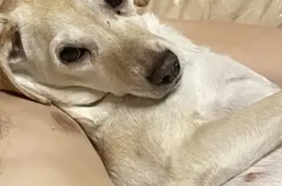 Объявления о пропавших и найденных животных, Новокузнецк, фото: Пропала собака Гучи на Бардине 5