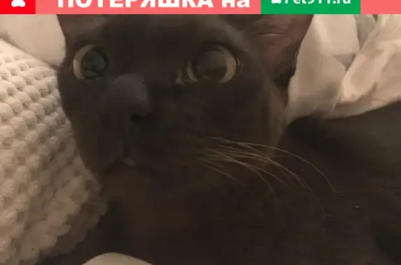 Пропала кошка Лили на Цветочном проезде 11 с1, Москва