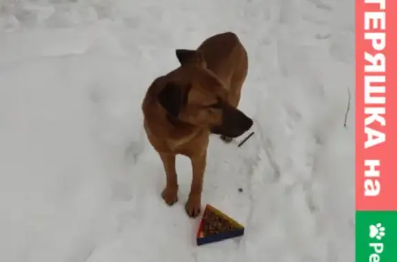 Найдена собака, Москва, фото: Найдена рыжая собака в Красногорске, ул. Егорова