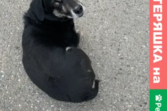 Найдена собака на проспекте Ленина, дом 22.