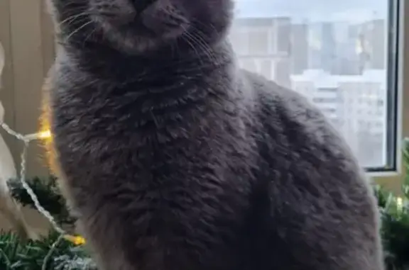 Найден молодой кот, ул. Островитянова, 53, Москва