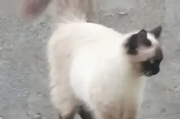 Пропала сиамская кошка на улице Кирова, 104