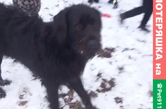 Найдена собака в Ашман парке, Калининград
