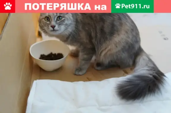 Найдена кошка на ул. Ленина, 63 в Пермском округе