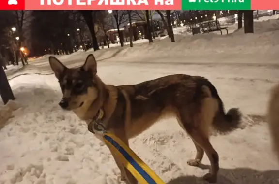 Найдена молодая собака на улице Борисовские Пруды, Москва