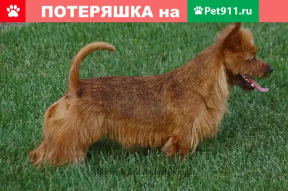 Собаки потеряшки, Санкт-Петербург, фото: Потеряшка сука-терьер в Кудрово, вознаграждение!