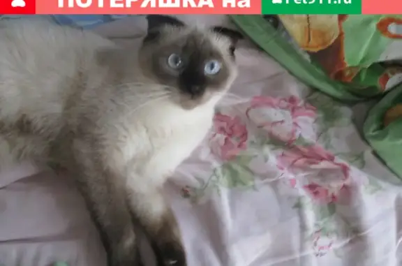 Пропала кошка Маня в Минеральных водах, Нахаловка 4. Обращаться по номеру 89288201990.
