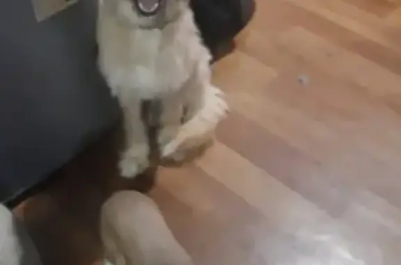 Потерянные животные Липецк, фото: Пропала собака на ул. Космонавтов, Липецк (27 микрорайон)