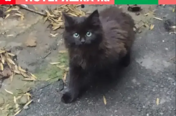 Найдена кошка на улице Серафимовича, Ростов-на-Дону