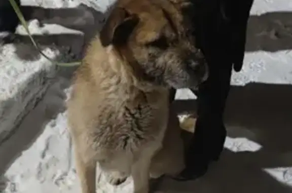 Собака найдена на Орловской, 1 в Стрельне