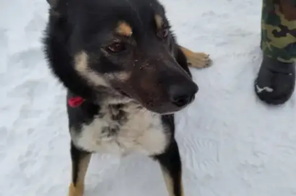 Собака с ошейником найдена в Турово