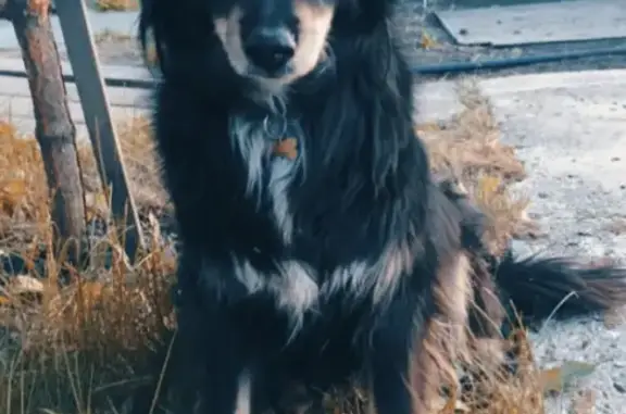 Пропала собака Туча в деревне Казанцево, Челябинская область