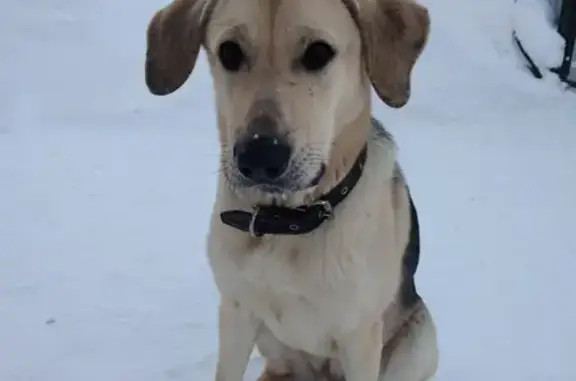 Найдена собака на улице Лермонтова, Воскресенск
