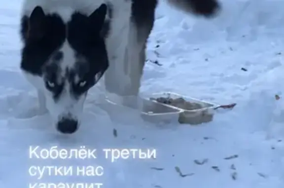 Собака ищет хозяев на улице Труда в Челябинске