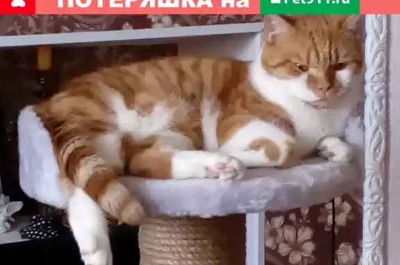 Кошки потеряшки, Тюмень, фото: Потеряшка кошка на Первомайской, Тюмень, дом 15.