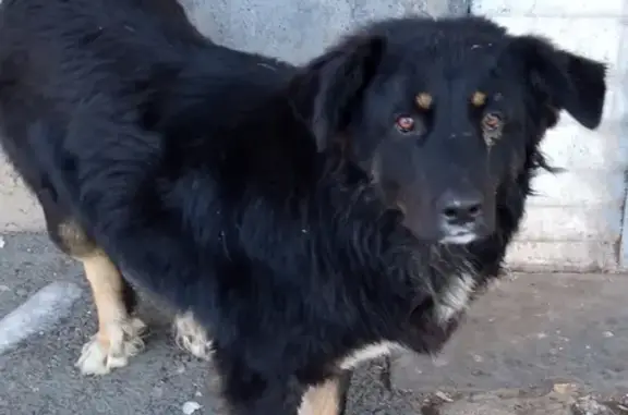 Собака найдена на Беляевской улице, Оренбург.