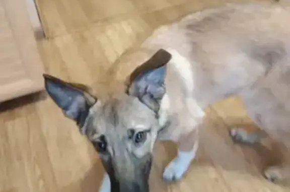 Собака найдена на Советской улице в Братске