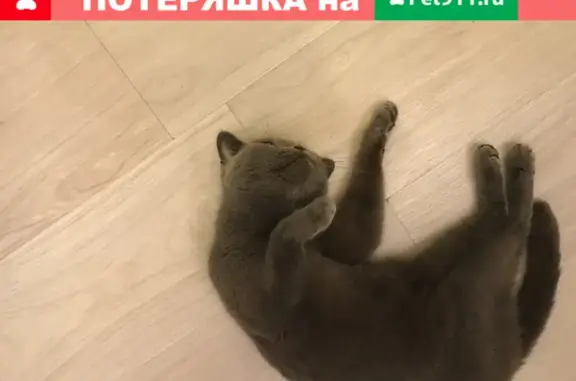 Найдена британская кошка на ул. Бажова, Волгоград