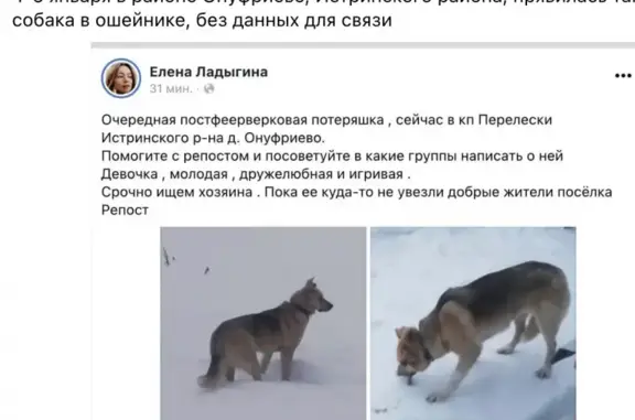 Собака найдена на Центральной, 6 в Онуфриево.