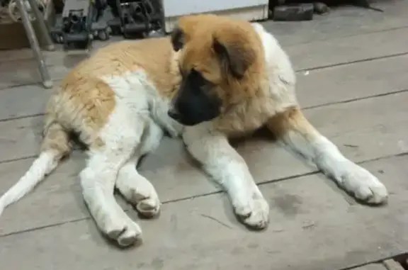 Пропала собака в Военном городке, Липецк (03.01.2022)