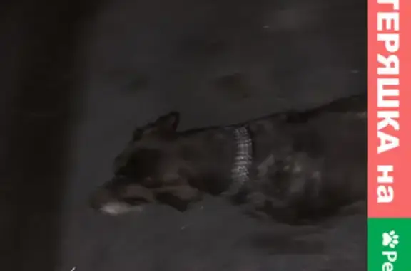 Собака Бегала ищет хозяина на Нелидовской, Москва