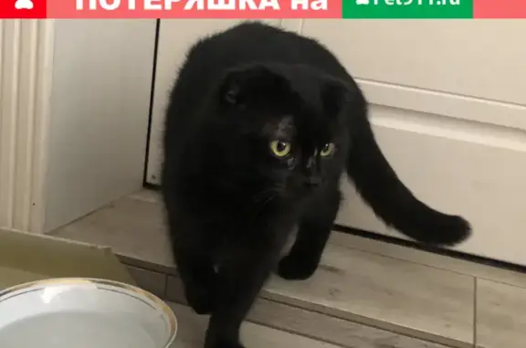 Найдена черная вислоухая кошка на ул. Айвазовского, 8А