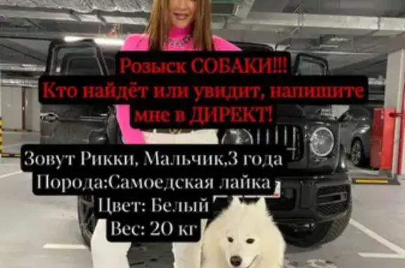 Пропала собака на ул. Барклая, Москва