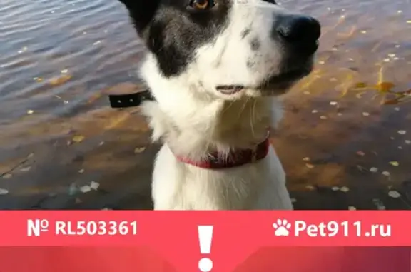 Собаки потеряшки, Санкт-Петербург, фото: Потеряшка пёс Чаплин на ул. Академика Байкова, 8, СПб