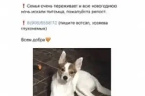 Пропала собака Милка на Волоколамском проспекте, 47, Тверь