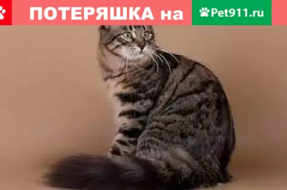 Пропала кошка Ксюша на пр. Победы 117, Челябинск