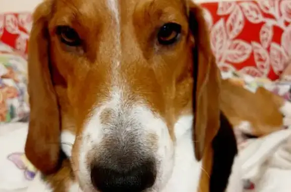 Пропавшая собака Герда найдена в Барбаши