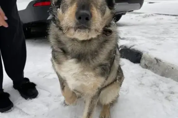 Найдена собака с приметами на Московском шоссе