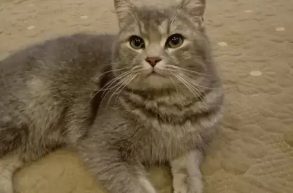 Найдена кошка на Душистой, 30 к1, Краснодар