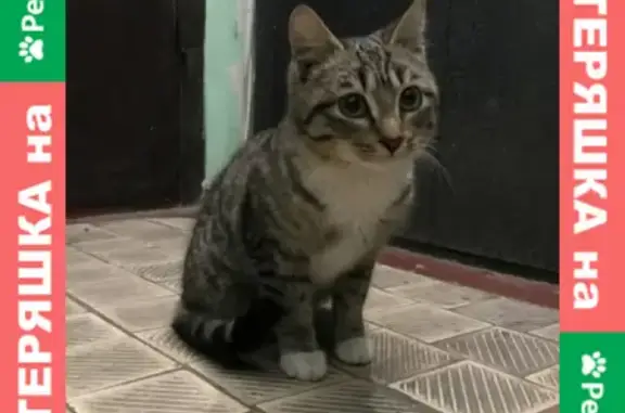 Найден котенок в привокзальном районе на Избышева