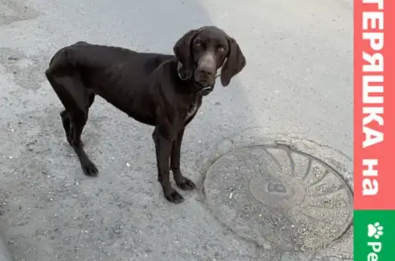Собака на Текстильной, 30: коричневая девочка найдена