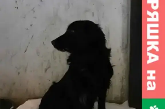 Найдена собака у дома на ул. Черных 11 в Нижнем Тагиле